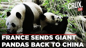 LIVE | Giant Pandas Huan Huan and Yuan Zi Leave France for Emotional Return to China | Beauval Zoo