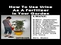 Can you use urine in your garden? This is my advice and what you need to know!