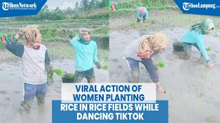Viral Action of Women Planting Rice in Rice Fields While Dancing TikTok @TRIBUNLAMPUNGNEWSVIDEO
