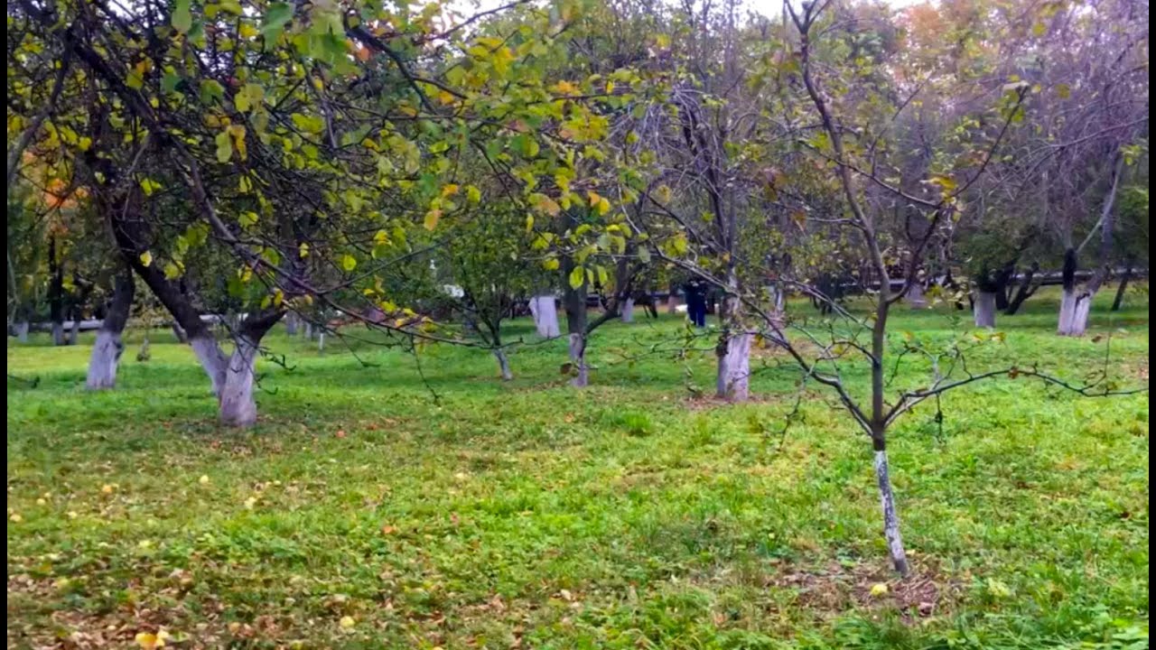 Новосибирск Яблоневый Сад 1 Купить
