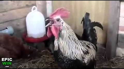 Longest Rooster Crow Ever!