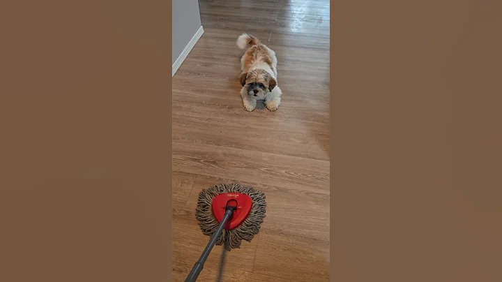 Puppy barking so loud!!!🐕💙🤍#dogs#puppy #dog#shihtzu #barking #shorts#shortsvideo #toby#cute#pets