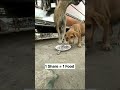 Today I fed a hungry street dog🥺🐶Please support,spread kindness❤️#shorts#dog#helpinganimals#kindness