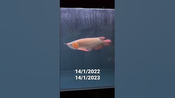 HUYẾT LONG 1 NĂM TUỔI