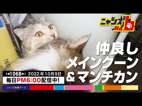 《第1068回》仲良しメインクーン&マンチカン
