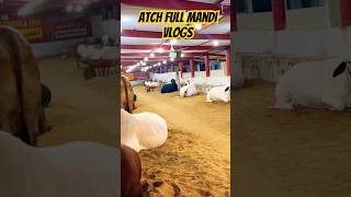 Watch Full Jameel Memon Mandi Vlogs #jameelmemon #qurbanivideos #qurbanishorts #trendingshorts