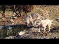 Щенки восточноевропейской овчарки и алабая прогулка игры