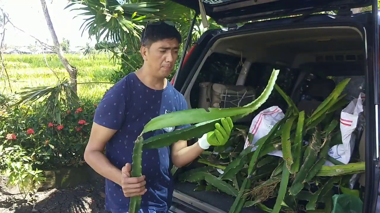 How to start a Dragon Fruit Farm