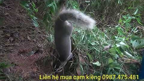 Bẫy chồn Bạc Má/ Anh em tham khảo mẫu cạm kiềng