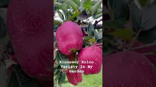 Kinoor Variety In My Garden