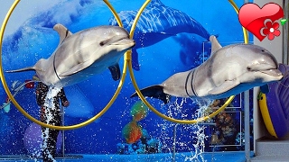 Супер 🐬 ШОУ ДЕЛЬФИНОВ 🐬 Дельфинарий Немо 🐳 Nemo Супер 🐬 ШОУ ДЕЛЬФИНОВ 🐬 Дельфинарий Немо 🐳 Nemo