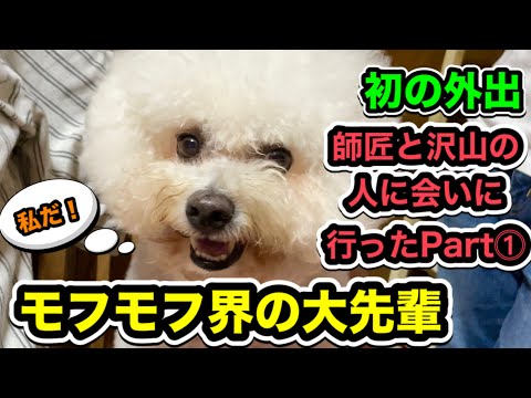 【初の外出】モフモフ界の大先輩・ビションフリーゼ師匠と沢山の人に会いに行ってみた!【チワワ子犬】
