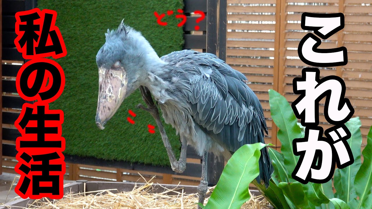 ハシビロコウふたばちゃんの生活のひとコマ!【冬のふたば2025-2026-10