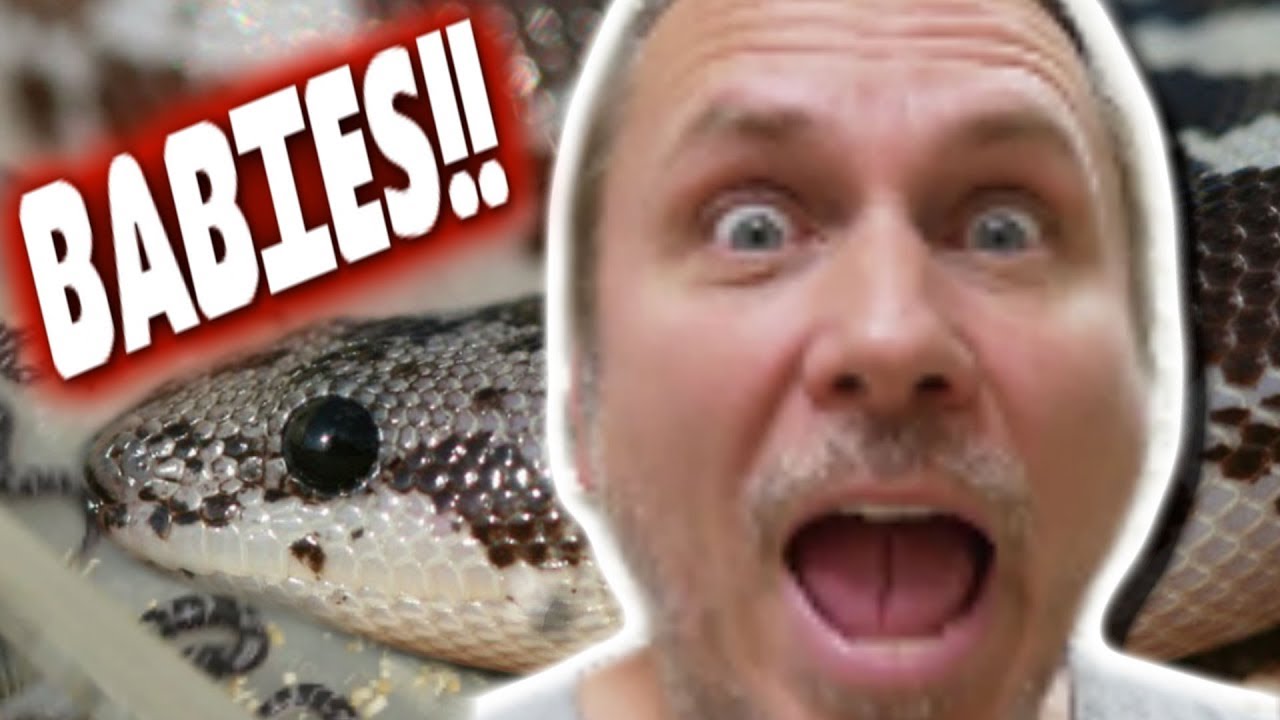 vlogs in spanish LIVE BIRTH SNAKE BABIES!!! **SAND BOAS** | BRIAN BARCZYK