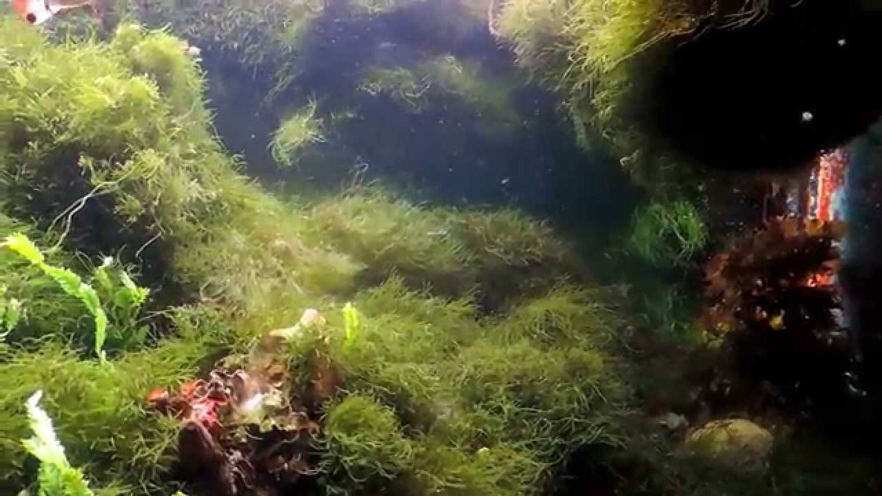 Acquario Marino Mediterraneo vasca di alghe come filtro x vasca ...