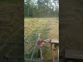 Tedding hay