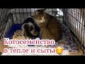 Ловим кошку и котят для пристройства в приют с дальнейшим поиском семьи