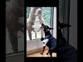 Funny movment with dogs #dog #beautiful #amazing #music #family