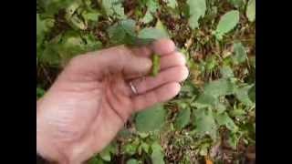Jewelweed Exploding Seed Pod Net Worth