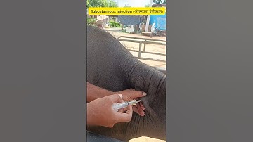 🐃🐄(अंतस्त्वचा इंजेक्शन)Subcutaneous injection #animals #buffalo #cow #dairy#farmer#trending #viral