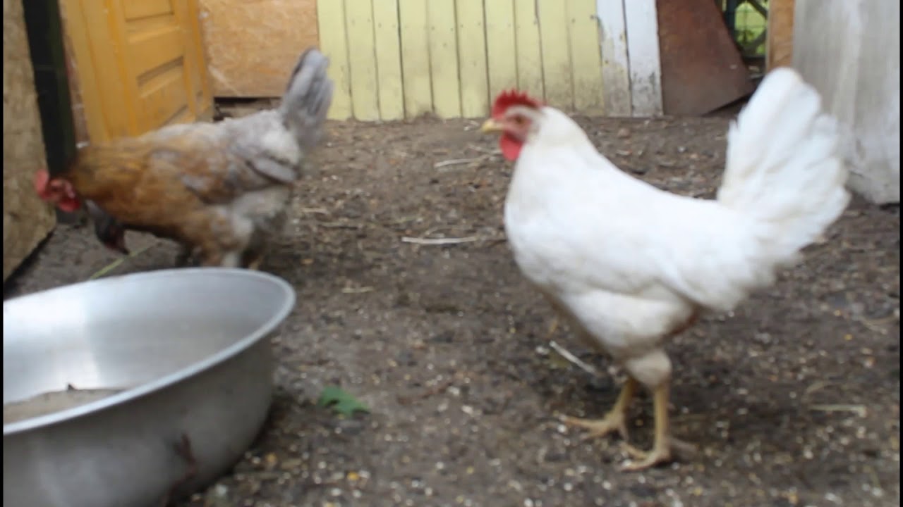 Hühner im eigenem Garten halten/Huhn sitz auf ihre Eier - YouTube