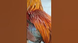 ayam wiring/biring versi bujang ayam farm