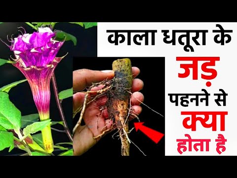 वीडियो: क्या रेशमी डॉगवुड बेरीज खाने योग्य हैं?