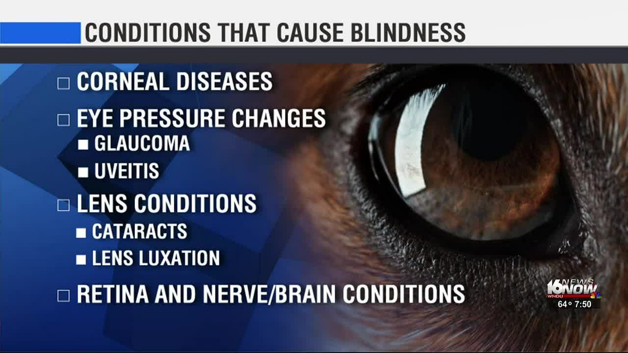 Pet Vet Causes Of Blindness In Dogs And Cats YouTube Pet Vet Causes Of Blindness In Dogs And Cats YouTube