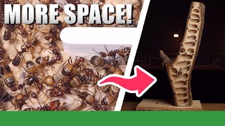 ADDING A NEW WOOD NEST! | Camponotus Nicobarensis Update #5 - Ant Holleufer