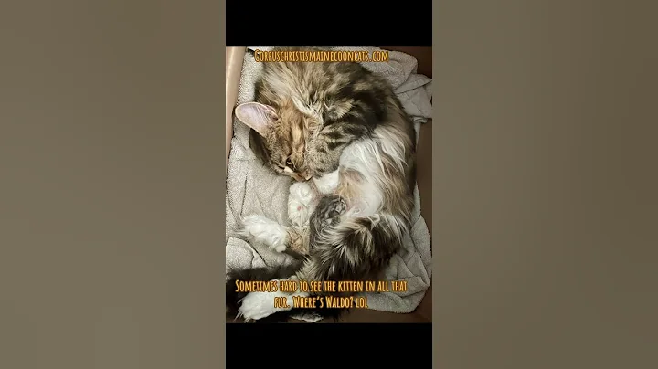 Video 9437771: mainecoon baby cats kittens, sweet mainecoon