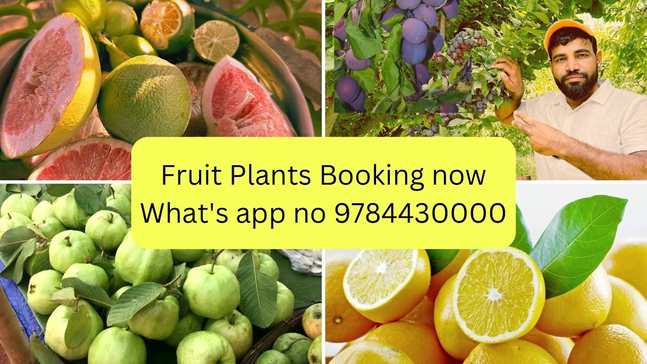 Plants Booking Now पोधें भी बुक करे… अमरूद,अनार,आम,सेब,नींबू,मोसंबी,आडू,कटहल,सहजन आदि