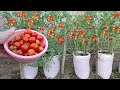 How to grow cherry tomatoes without a garden growing plenty of cherry tomatoes in sacks