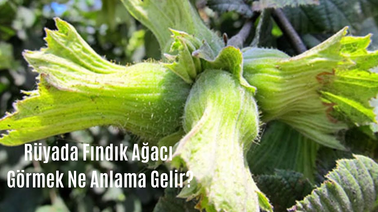 Rüyada Fındık Ağacı Görmek Ne Anlamadır - YouTube