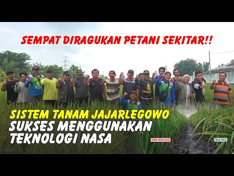 Kesaksian Tanaman Padi dengan Produk NASA di Banjarharjo Brebes