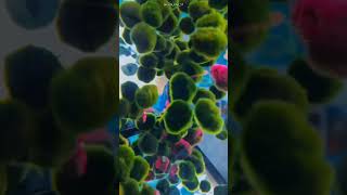 Marimo Rare Living Balls From Japan nature marimomossball