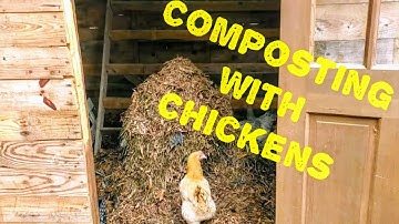 Chicken Composting System (week 1) & Updated On The No-Till Garden