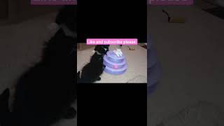 cute kittys play adorable catfancy cat meow fypシ゚viral foryou shorts cutecat fyp kittens 