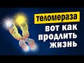 Как Продлить Жизнь: Учёные Раскрыли Тайну Теломер