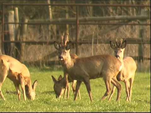 Steckbrief Natur Teil 04 Rehwild