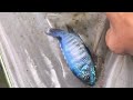 Red Flush Cichild Biru Bikin Sakit Mata