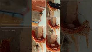 JUST ONE EGG  FOR NOW  -  SWALLOW BIRDS  #swallowbirds #brds