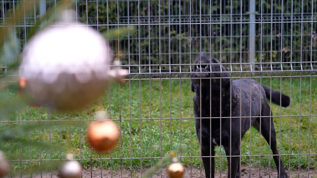 Vánoce v trutnovském útulku