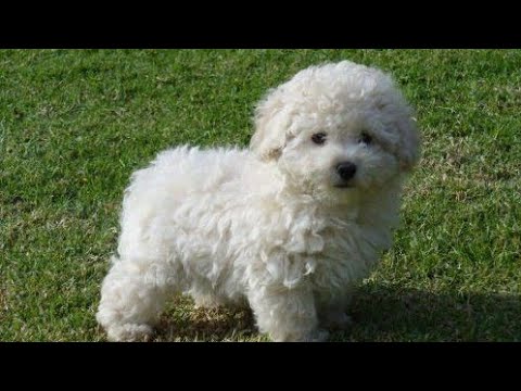 pictures of white poodles