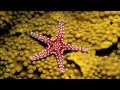 Wondabraa - Starfish