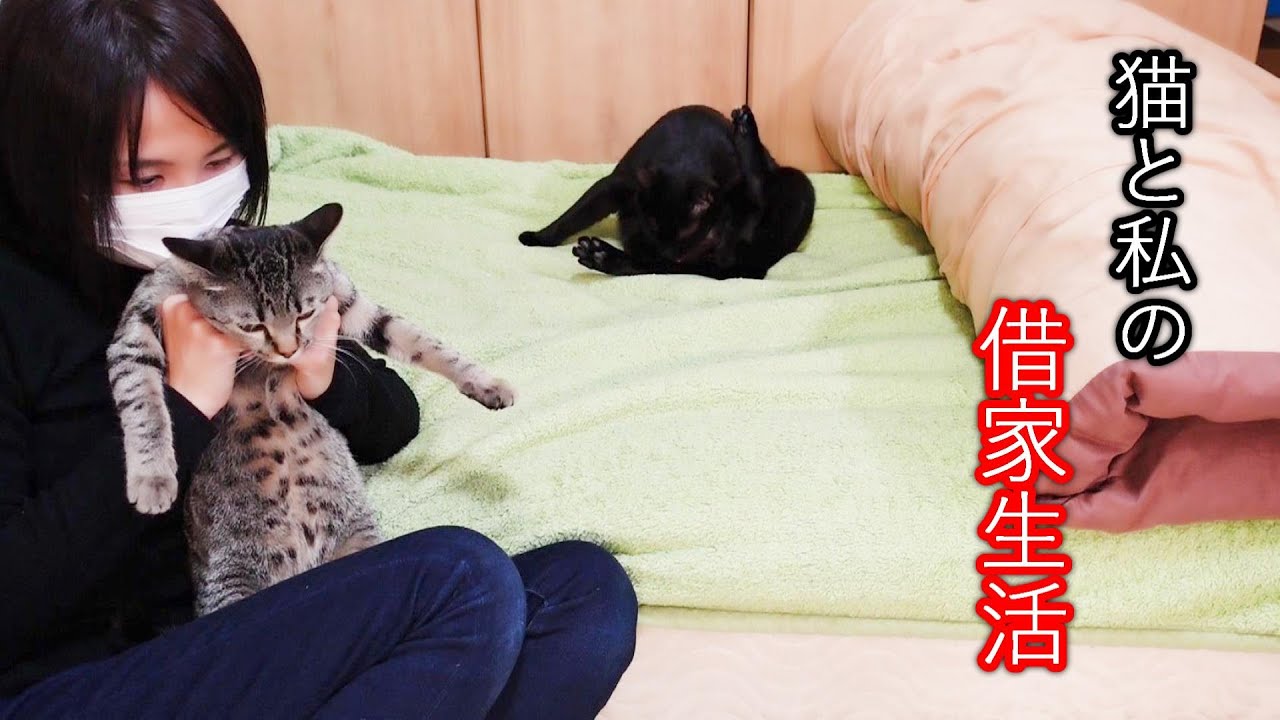 猫と私の借家生活/猫に手を噛まれる巨人とガビガビ毛布