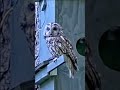 🦉Tawny Owls (Strix Aluco) are rarely seen during the day #shorts