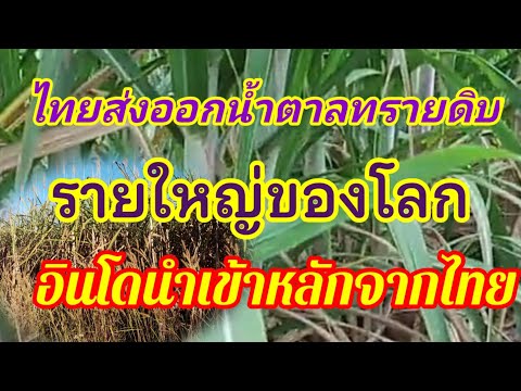 ไทยส่งออกน้ำตาลทรายดิบ รายใหญ่ของโลก อินโดนำเข้าหลักจากไทย