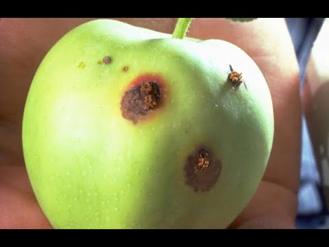Video: Vierme De Frunze Volatile Fructifere Dăunătoare