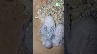 birds chicks parakeet budgies bajrigar bajrika budgerigar bird bajrikabird budgerigarbird