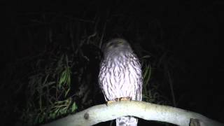 Barking Owl